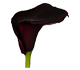 گل شیپوری کاررا